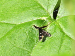 Adela septentrionella