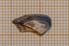 Tetrarca tetragona