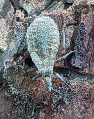 Triatoma sanguisuga