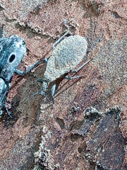 Triatoma sanguisuga