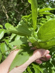 Nematocampa resistaria