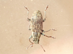Sitona lateralis