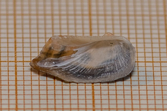 Tetrarca tetragona