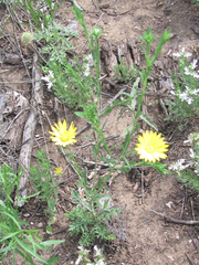Xanthisma texanum drummondii