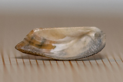 Tetrarca tetragona