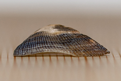 Tetrarca tetragona