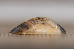 Tetrarca tetragona