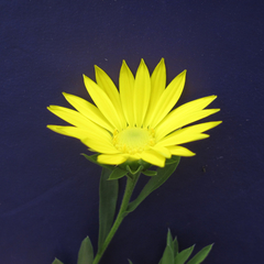 Xanthisma texanum drummondii