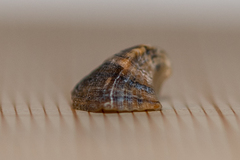 Tetrarca tetragona