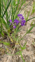 Orbexilum pedunculatum