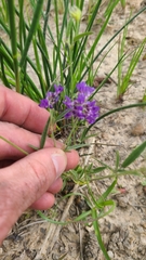 Orbexilum pedunculatum