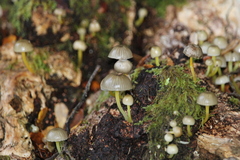 Mycena subviscosa