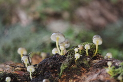 Mycena subviscosa