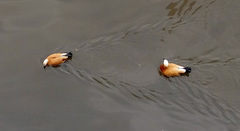 Tadorna ferruginea