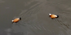 Tadorna ferruginea