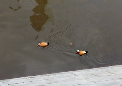 Tadorna ferruginea