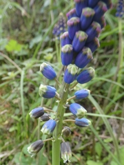 Bellevalia dubia boissieri