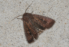 Dasygaster padockina