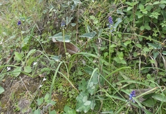 Bellevalia dubia boissieri