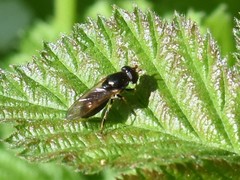 Cheilosia pagana