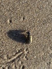 Lagria villosa