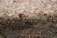 Tamiasciurus hudsonicus hudsonicus