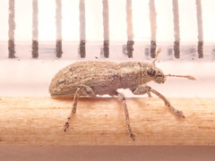 Sitona lateralis