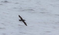 Puffinus subalaris