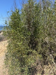Myoporum acuminatum