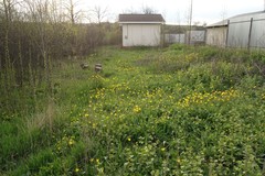 Tulipa sylvestris biebersteiniana