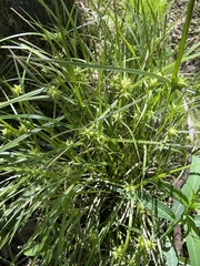 Carex grayi