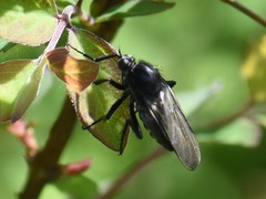 Empis ciliata