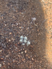 Stylocline gnaphaloides