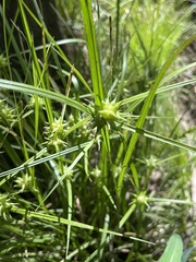 Carex grayi