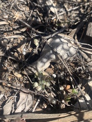 Stylocline gnaphaloides