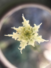 Chaenactis santolinoides