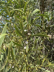 Myoporum acuminatum