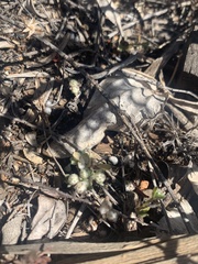 Stylocline gnaphaloides