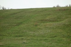Marmota bobak