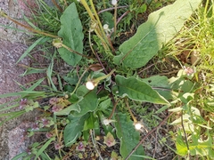 Verbascum phoeniceum