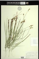 Carex sterilis