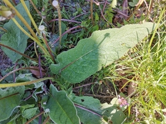 Verbascum phoeniceum