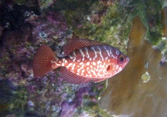 Heteropriacanthus