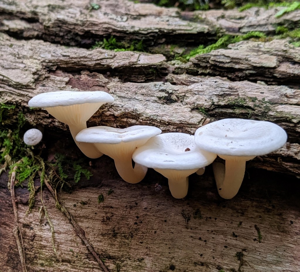 Bonestem