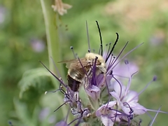 Eucera