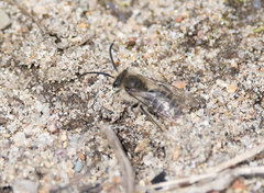 Andrena frigida