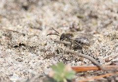 Andrena frigida