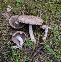 Psathyrella cotonea