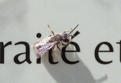 Andrena frigida