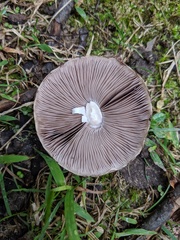 Psathyrella cotonea